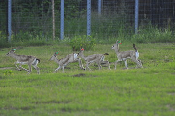 Animals - traditionally (since Aristotle) distinguished category of organisms, currently considered as a biological kingdom. Animals are the main object of study of zoology.