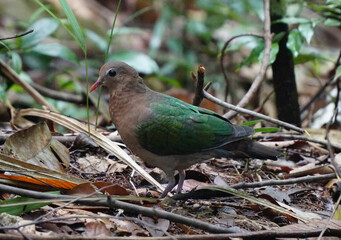 Common Emerald Dove in forest floor