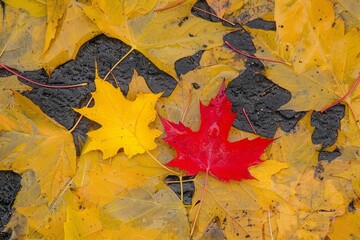 Obraz premium Top view of one red maple leaf on the ground covered with yellow leaves. Abstract background. Autumn concept.