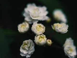 Close up of a flower