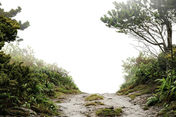 Nature Path through Forest Isolated on Transparent Background