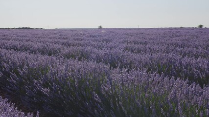 Blooming lavender fields with blue lavender flowers in summer Spain. Farm for the production of lavender oil.