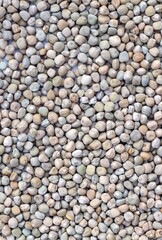 Top View of Grass Pea or Chickling Pea Seed Background in Horizontal Orientation, Also Known as Indian Pea, Lathyrus Sativus, Cicerchia, Blue Sweet Pea, Chickling Vetch or White Pea