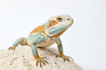 Obraz premium Colorful Lizard on a Rock