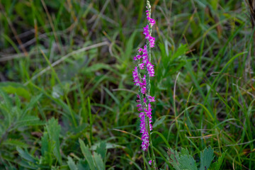 ピンクの野生のラン　ネジバナ
