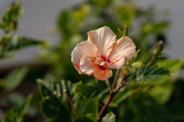 Hibiscus flower in salmon color bloom. Southern beautiful gardening concept. 
