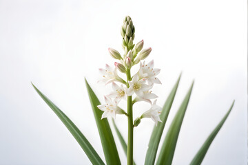 Obraz premium Tuberose flowers and buds isolated on white background