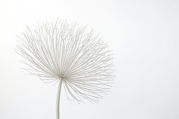 Fototapeta premium White Branch