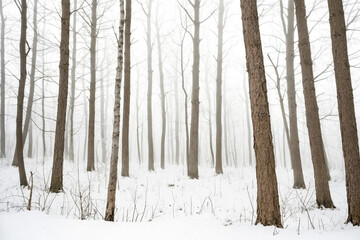 Obraz premium Misty Winter Forest