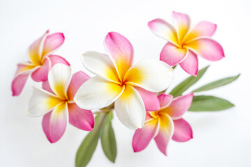 Fototapeta premium Pink and White Plumeria Flowers on a White Background