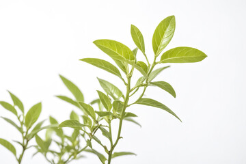 Fototapeta premium Green Leaf Branch Close Up