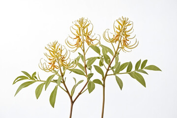 Fototapeta premium Delicate Yellow Flower with Green Leaves on White Background