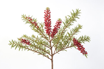 Red Berries and Green Leaves Branch Isolated on White Background