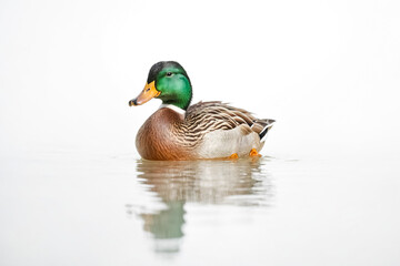 Fototapeta premium Mallard Duck Swimming in Calm Water