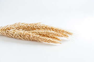 Wheat stalks on white background