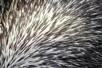 Close up of porcupine at Northwest Trek
