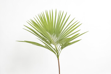 Fototapeta premium Single Palm Leaf Against White Background