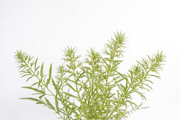 Fototapeta premium Green Plant with White Background