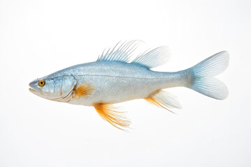 Obraz premium Closeup of a Blue and Yellow Fish on a White Background