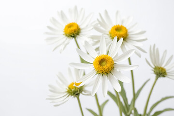 Obraz premium White Daisies on White Background