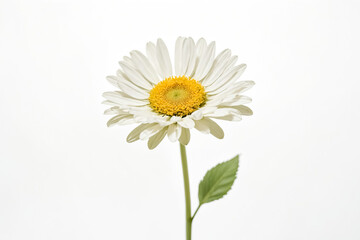 Naklejka premium Single Daisy on White Background