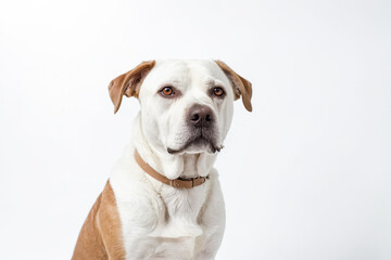 Portrait of a White and Brown Dog with a Leather Collar