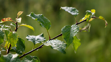 Branch with raindrops on the leaves
