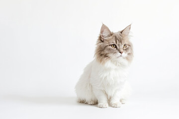 Fluffy White Cat Sitting On White Background
