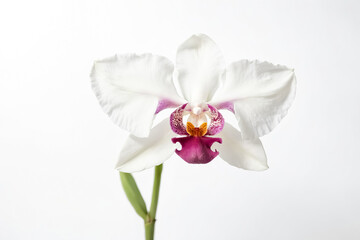 Obraz premium White Orchid with Purple and Yellow Center Isolated on White Background