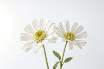 Fototapeta premium White Daisies on White Background
