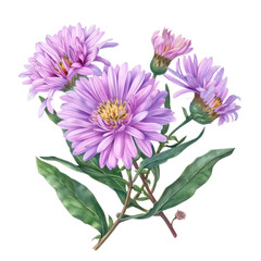 Obraz premium A bouquet of pink and white chrysanthemum flowers