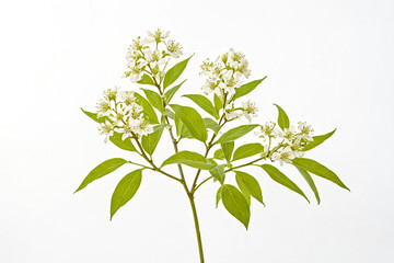 Obraz premium White Flowers and Green Leaves on a White Background