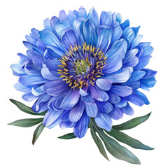 blue chrysanthemum isolated on white background