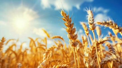 Obraz premium golden wheat field and sunny day. 