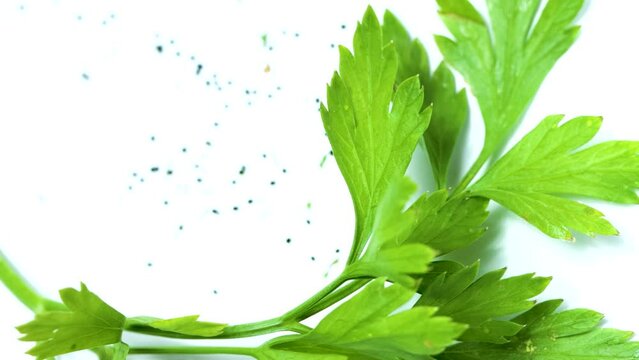 A branch of parsley, Petroselinum crispum with its seeds, photo isolated on white background