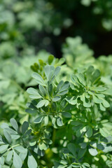 Common rue leaves