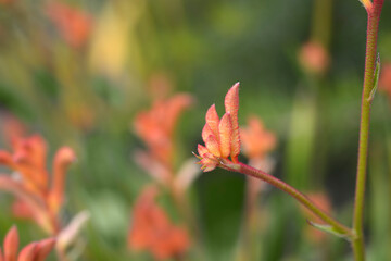 Kangaroo Paw Beauty Orange flower buds
