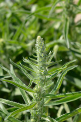 Italian bugloss flower buds