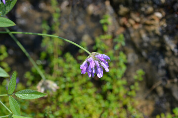 Bitumen trefoil flower