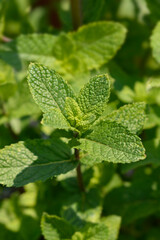 Moroccan mint leaves