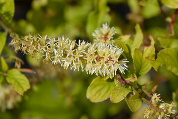 Virginia sweetspire Scentlove flowers