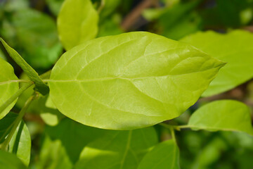 Aphrodite Sweetshrub leaves