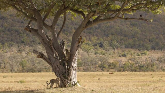 2 Cheetahs One in Tree and One on Ground Hunt Bird Seen on Trees Extended Branch Wide