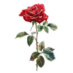 A single, vibrant red rose in full bloom stands out against a clean white background