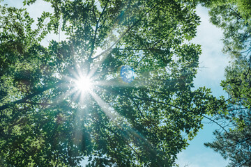 Fototapeta premium 夏の太陽と木々の木漏れ日 夏の日差しと光芒 光が漏れる木の葉 青空と雲 夏休み・アウトドア・旅行
