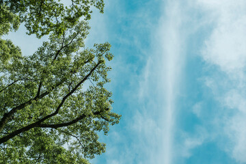新緑の夏の緑の間に覗く青空と薄い雲　夏休み・アウトドア・旅行・観光