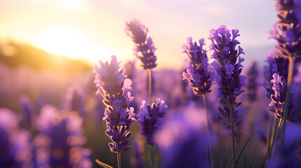 purple lavender flower background