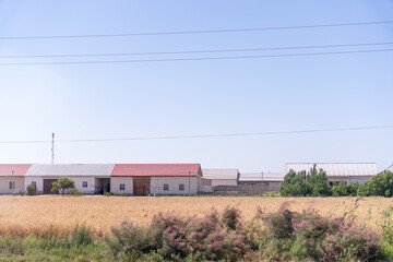 Obraz premium A rural area with a few houses and a field of wheat. The sky is clear and blue