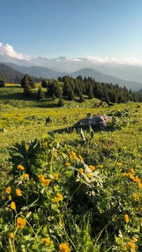 Mountains and wild horses in Kazakhstan