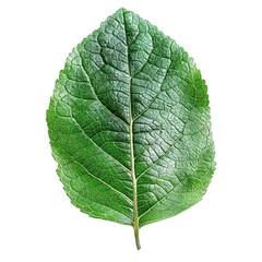 Obraz premium High-resolution image of a single Rutaceae leaf, showing its texture and veins, perfectly isolated on white
